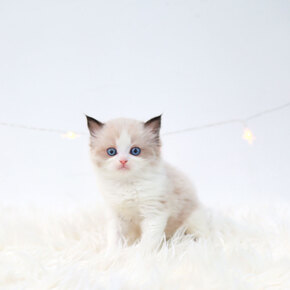 랙돌