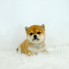 시바이누