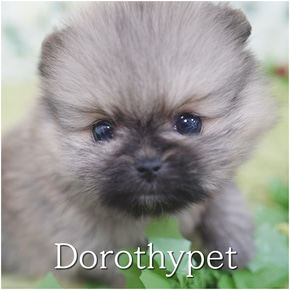 포메라니안
