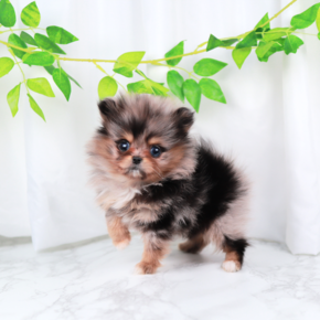 포메라니안