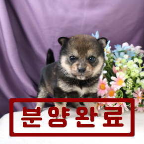 시바이누