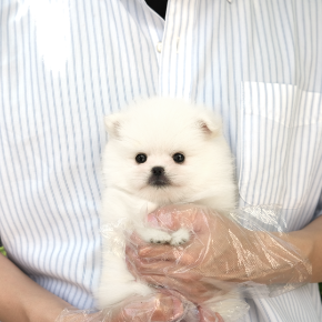포메라니안