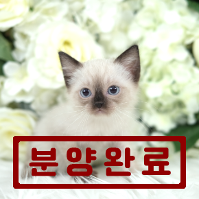 샴