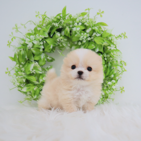 포메라니안