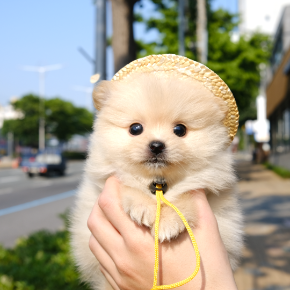 포메라니안