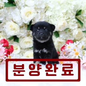시바이누