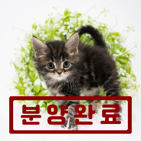 메인쿤