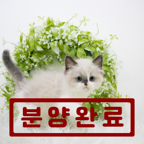랙돌