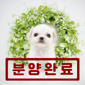 비숑프리제