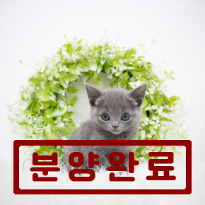 러시안블루