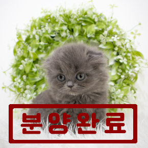하일랜드폴드