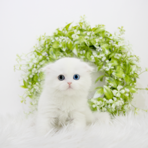 스코티쉬폴드