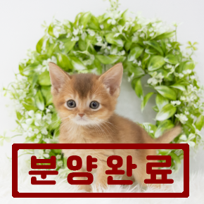 아비시니안