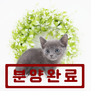 러시안블루