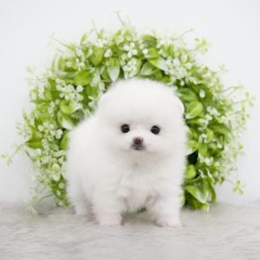 포메라니안