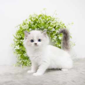 랙돌