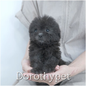 푸들