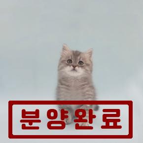 페르시안
