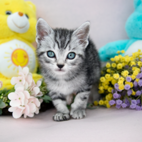 아메리칸숏헤어
