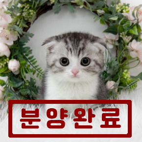 스코티쉬폴드
