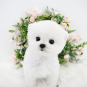 포메라니안
