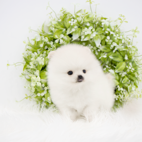 포메라니안
