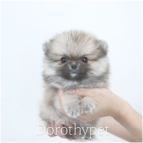 포메라니안