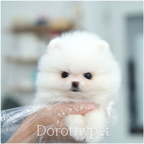 포메라니안