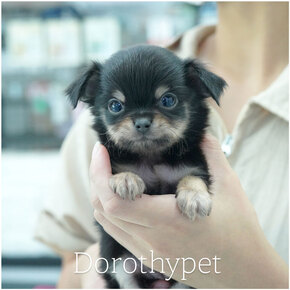 치와와