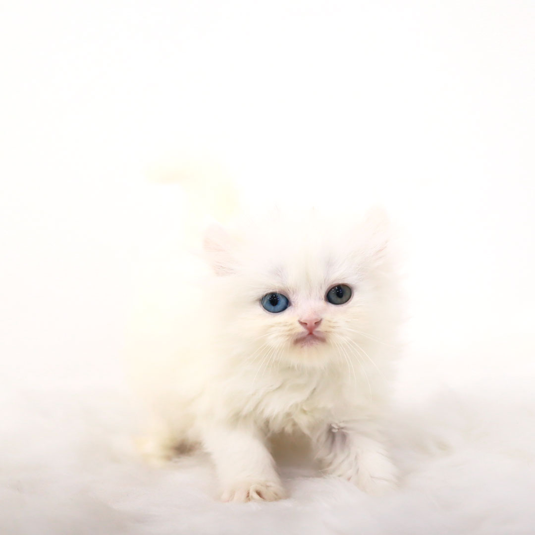 아메리칸컬