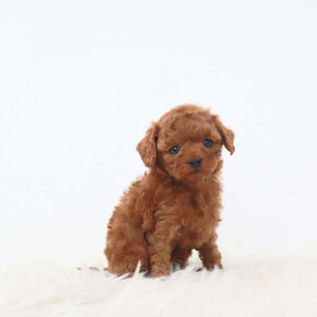 푸들